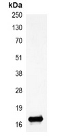 Histone H3 (DiMethyl-K27) Mouse Monoclonal Antibody