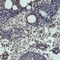 Histone H3 (DiMethyl-K36) Mouse Monoclonal Antibody