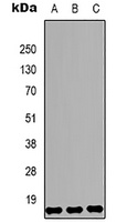 Histone H3 (DiMethyl-K79) Mouse Monoclonal Antibody