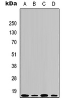 Histone H3 (DiMethyl-K79) Mouse Monoclonal Antibody
