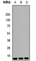 Histone H3 (DiMethyl-K9) Mouse Monoclonal Antibody