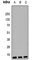Histone H3 (MonoMethyl-K79) Mouse Monoclonal Antibody