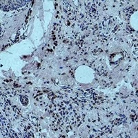 Histone H3 (MonoMethyl-K79) Mouse Monoclonal Antibody