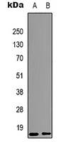 Histone H3 (MonoMethyl-K9) Mouse Monoclonal Antibody