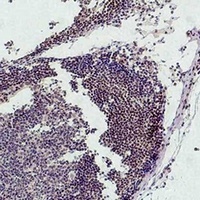 Histone H3 (MonoMethyl-K9) Mouse Monoclonal Antibody