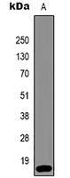 Histone H3 (TriMethyl-K36) Mouse Monoclonal Antibody