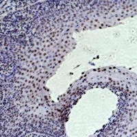 Histone H3 (TriMethyl-K36) Mouse Monoclonal Antibody