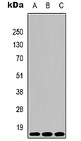 Histone H3 (TriMethyl-K4) Mouse Monoclonal Antibody