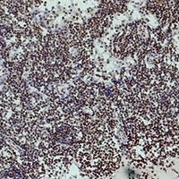 Histone H3 (TriMethyl-K4) Mouse Monoclonal Antibody