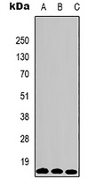 Histone H3 (TriMethyl-K79) Mouse Monoclonal Antibody