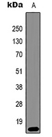 Histone H3 (TriMethyl-K79) Mouse Monoclonal Antibody