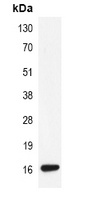 Histone H3 (TriMethyl-K79) Mouse Monoclonal Antibody