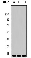 Histone H3 (TriMethyl-K9) Mouse Monoclonal Antibody