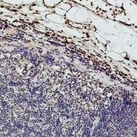 Histone H3 (TriMethyl-K9) Mouse Monoclonal Antibody
