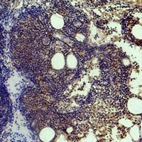 Histone H3 (TriMethyl-K9) Mouse Monoclonal Antibody