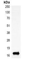 Histone H3 (TriMethyl-K9) Mouse Monoclonal Antibody
