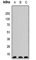 Histone H3 Mouse Monoclonal Antibody