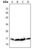 Histone H3 Mouse Monoclonal Antibody