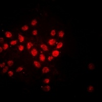 Histone H3 Mouse Monoclonal Antibody