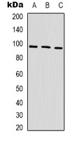 HSP90 alpha Mouse Monoclonal Antibody