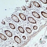 HSP90 alpha Mouse Monoclonal Antibody