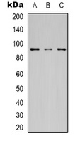 HSP90 beta Mouse Monoclonal Antibody