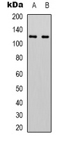 IDE Mouse Monoclonal Antibody