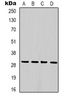 PCNA Mouse Monoclonal Antibody