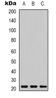 Peroxiredoxin 1 Mouse Monoclonal Antibody