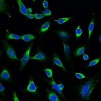 Peroxiredoxin 1 Mouse Monoclonal Antibody