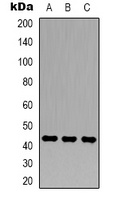 Beta-actin Rabbit Polyclonal Antibody