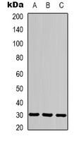 CACNG3 Rabbit Polyclonal Antibody