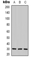 CNTF Rabbit Polyclonal Antibody