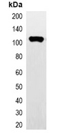 HA-tag Mouse Monoclonal Antibody (HRP)