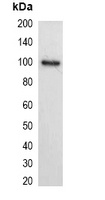 His-tag Mouse Monoclonal Antibody (HRP)