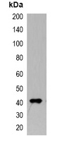 Myc-tag Mouse Monoclonal Antibody (HRP)