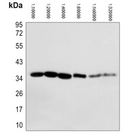 GAPDH Mouse Monoclonal Antibody (HRP)
