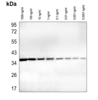 GAPDH Mouse Monoclonal Antibody (HRP)