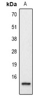 Histone H2A.Z (Acetyl-K4) Rabbit Polyclonal Antibody