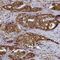 Histone H2A.Z (Acetyl-K4) Rabbit Polyclonal Antibody