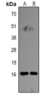 Histone H3 (Citruline-R26) Rabbit Polyclonal Antibody
