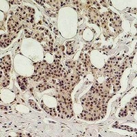 Histone H3 (Citruline-R26) Rabbit Polyclonal Antibody