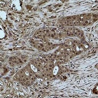 Histone H3 (MonoMethyl-K27) Rabbit Polyclonal Antibody