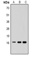 Histone H3 (MonoMethyl-K36) Rabbit Polyclonal Antibody