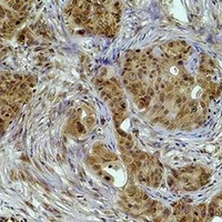 Histone H3 (MonoMethyl-K36) Rabbit Polyclonal Antibody
