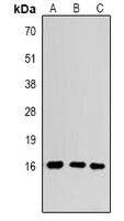 Histone H3 (MonoMethyl-K4) Rabbit Polyclonal Antibody