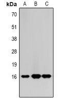 Histone H3 (MonoMethyl-K9) Rabbit Polyclonal Antibody