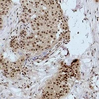 Histone H3 (MonoMethyl-K9) Rabbit Polyclonal Antibody