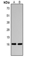 Histone H3 (MonoMethyl-R17) Rabbit Polyclonal Antibody