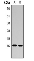 Histone H3 (MonoMethyl-R26) Rabbit Polyclonal Antibody
